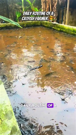 Daily Routine of a Catfish Farmer Explained