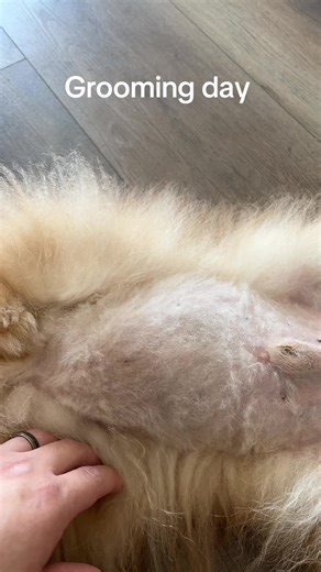 Grooming my pamoranian is key for his hygiene. Ensuring his coat stays clean. And I do this pretty often. #happydog #grooming #doggrooming #doglife #dog