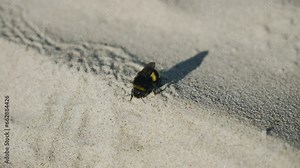 Bumblebee washes sitting on top of the sand. He washes his wings and paws
