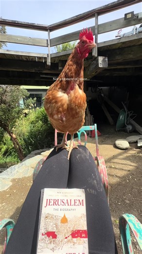 Understanding Your Chicken's Behavior and Needs