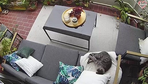 Funny Animals Fall Down - Animals Fails of 2022   PETASTIC