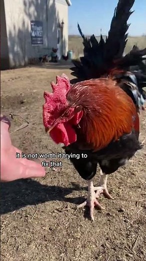 Mean Roosters can be caused by a few things