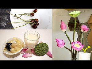Grow lotus plant from seeds on container and cooking at home