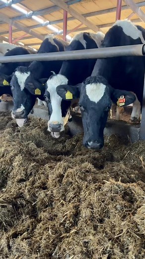 3.6K views | Breeding, Cow Performance and Machinery | Brian Galvin ➡️ https://youtu.be/v4CZ0MBexJg?si=T1ukQDy0hqnxTKEX | Grasstec | Facebook