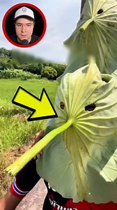 376K views · 4.6K reactions | Lotus Leaf Sun Protection #storytelling | Davis Facts | Facebook