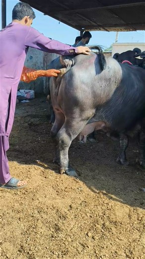 Slaughter House Se Pehle Check! Yeh Zaroori Kyun Hai?! 😱