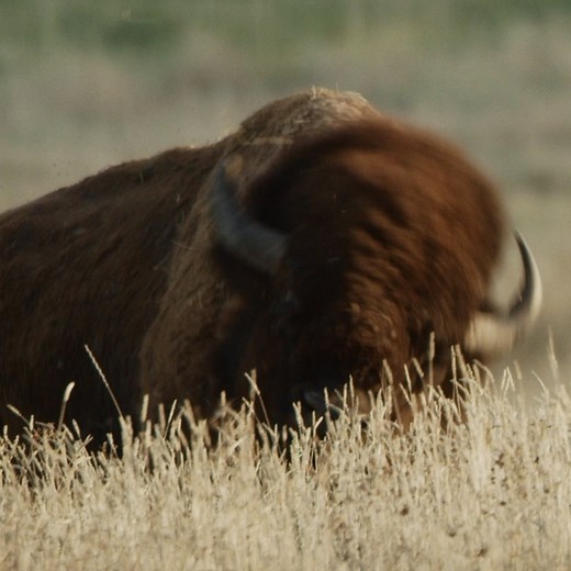 1K views · 94 reactions | Bison used to freely roam the Great Plains. As a keystone species, they are indicators of a healthy ecosystem and are an integral part of the restoration of the northern plains. After a 120 year absence, our Last Wild Places initiative partner American Prairie Reserve is working to relocate and reintroduce populations back to their original habitat. | National Geographic Society | Facebook