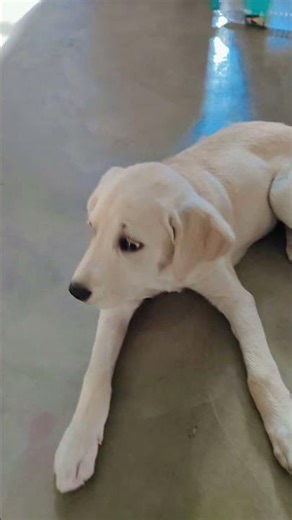 palake jhukau tujhe dil ❤️ me basau...simba