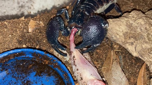 Emperor Scorpion Enjoying a Delicious Meal of Mice