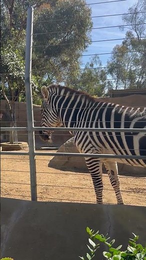 Stunning Zebra at San Diego Zoo 🦓✨