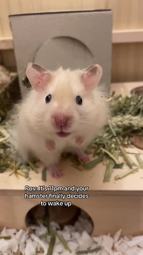 Exploring Nocturnal Habits of Syrian Hamsters