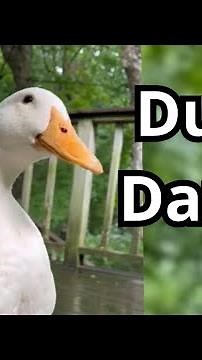 Duck Dance