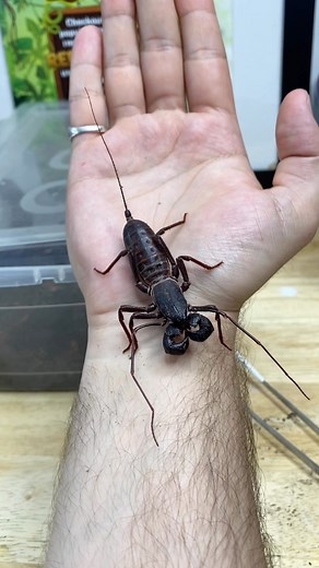 The alien bug is back yet again 👽🕷😛! When it comes to arachnids, few people seem to know of the existence of these alien-like animals. The vinegaroon (Thelyphonida) is an out of this world animal that has pedipalps infront of its body shaped like armoured/spiky boxing gloves it uses to ensnare its prey. If that wasn’t enough to impress it even has a long tail that literally sprays acid at its enemies when it feels threatened (the acid isn’t dangerous but it smells like vinegar- hence the name