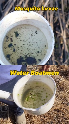 Can you tell the difference between Mosquito larvae and water boatmen? Quick ID tip: If it wiggles at the surface = mosquito larvae. If it swims around actively = water boatman. Only mosquito larvae need removal to prevent adult mosquitoes. Water boatmen are harmless friends! #coachellavalley #cvmosquito #mosquitoawareness | Coachella Valley Mosquito & Vector Control District