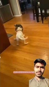 animals are fighting #funny