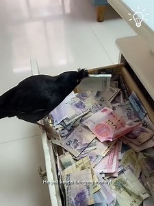 Imagine having this crow as a neighbor! | DIY Panda