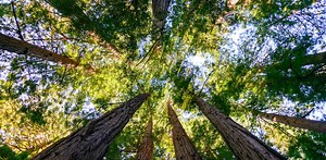 Now’s the time to rethink your relationship with nature