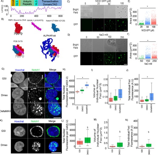 Notch1 Phase Separation Coupled Percolation facilitates target gene expression and enhancer looping - Scientific Reports