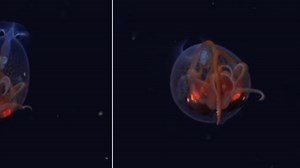 Por primera vez, los científicos logran avistar un calamar colosal vivo en su hábitat natural