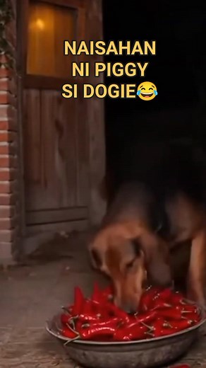 12K views · 46 reactions | Naisahan ni Pig si Dogie haahaha | BOUND to Poland | Facebook