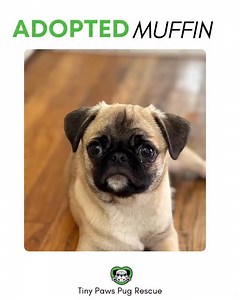 5.6K views · 634 reactions | Muffin has found his forever home just in time for the holidays! This adorable Pug Pekingese mix puppy joined Rescue a month ago. We're overjoyed to share Jan in Oregon is his new mom. Muffin has a home for the holidays, happy tales. #pugs #rescue #happytails #tinypawspugrescue #pugmix | Tiny Paws Pug Rescue | Facebook