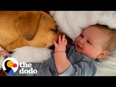 Rescue Dog Helps Her Toddler Brother Take His First Steps | The Dodo