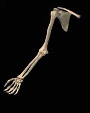 Elbow Flexion/Extension Animation