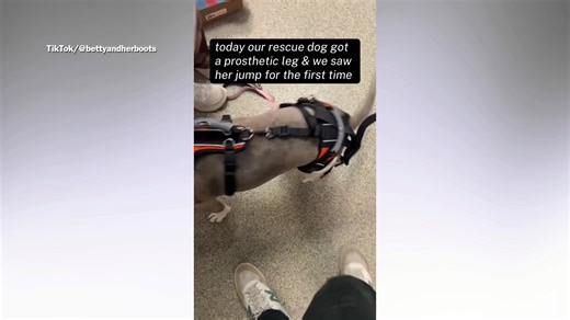 Rescue dog gets her first prosthetic leg, can’t contain her excitement