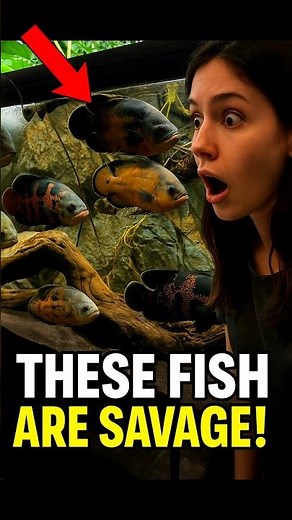 😱 Top 5 Most Savage Freshwater Predator Fish for Your Aquarium! 🐟🔥