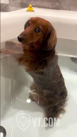 Hilarious Dog Compilation Pt.2 😂🐶