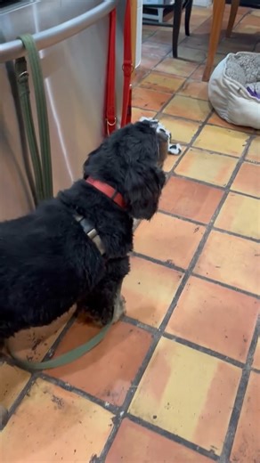 Hi there! I’m Poppy, a happy girl with a curious nose and a playful heart. I love a good back scratch, exploring new corners, and curling up at the end of the day with my favorite person. I even get along well with cats! My perfect Forever Guardian is someone who is retired with a calm, cozy home, a sense of humor, and room in their heart for my mischievous side. I’d love plenty of one-on-one time and endless cuddles.﻿ 💙 Could you be my perfect match? To learn more or meet me in person, call 56