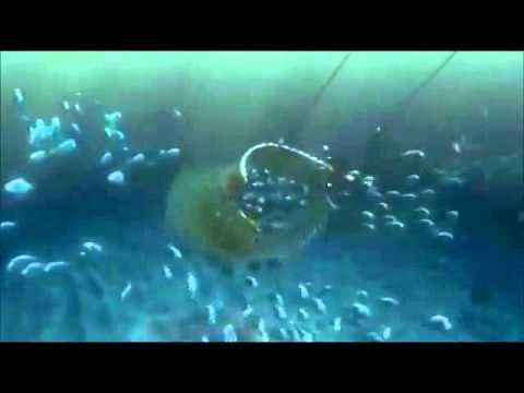 Finding Nemo Clip "Fishing Technique: Trawling"