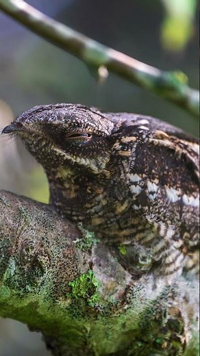 Nattskära, Nightjar (Caprimulgus europaeus) in Sweden #nature