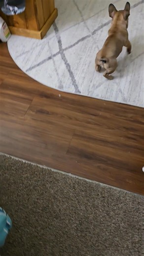 Diesel gone Wild 🤣 | Sherry Lin