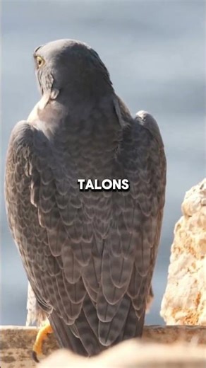 Falcons Punch Their Prey At 200 MPH #falcon #animalfacts