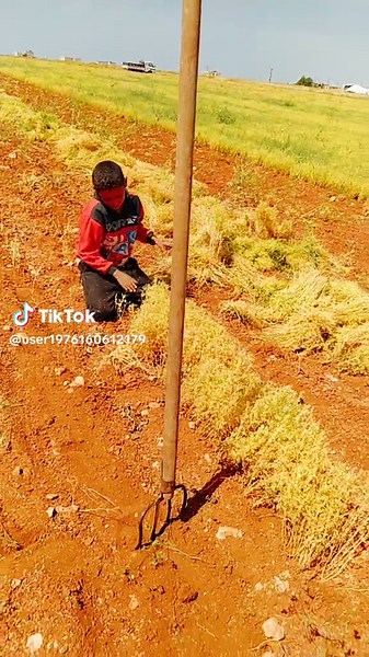 Traditional Agriculture: Tilling Soil with Traditional Tools