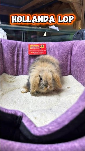 YAVRU HOLLANDA LOP TAVŞANI