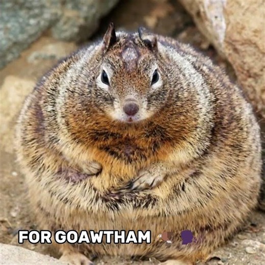 I am Bat man FAT squirrel #funny #squirrel #batman