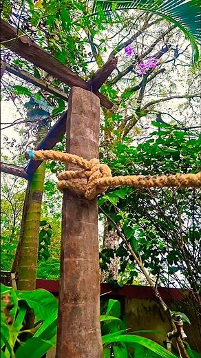 The Great tree cutter's knot 👌 Never release