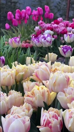 The secret language of scents: Why do flowers smell?