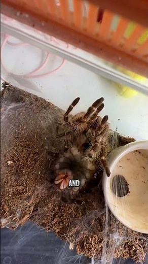 Tarantula Molting The Creepiest Way Spiders Grow #timelapse