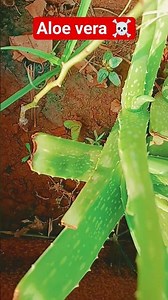 aloevera chahie to subscribe Karen ☺️