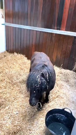 HARRISON ASHTON on TikTok