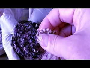 Cleaning Mango Worms #Short