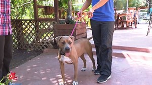 27K views · 1K reactions | Does your dog ever pull you during walks? The Dog Psychology Center Director is here to teach YOU how to properly use a training lead! #DogWhisperer | Dog Whisperer with Cesar Millan: Family Edition | Facebook