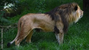 Close up side profile portrait of one male lion standing and turning head looking alerted at camera and away over background of green grass, high angle view
