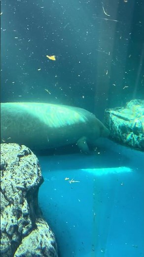 鳥羽水族館 その5マナティです。 2025年12月7日