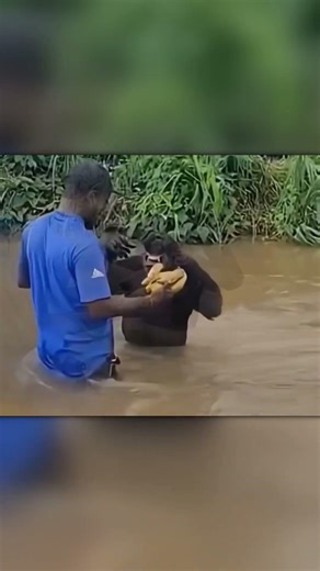 One Banana… and the Chimp Comes Right In