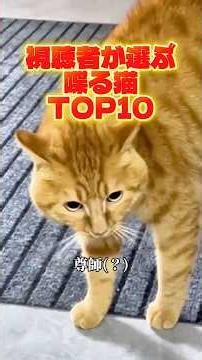 Top 10 Talking Cats Chosen by Viewers