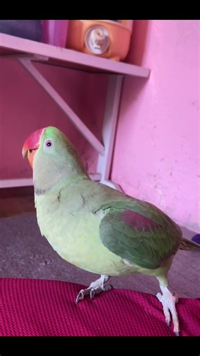Alexandrine Parrot Dancing: A Joyful Display